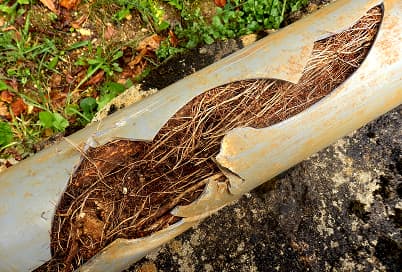Tree roots removed from a sewer pipe