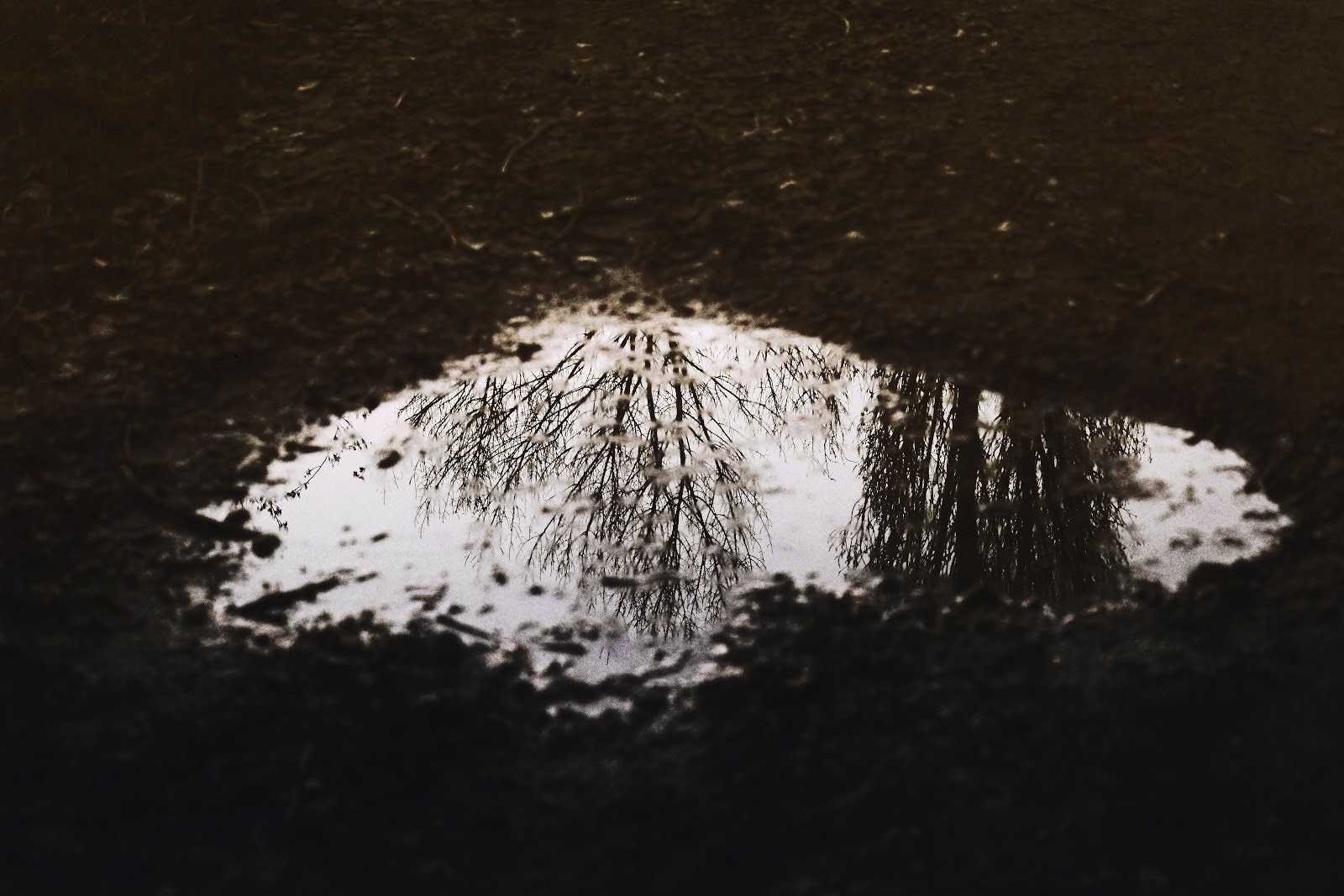 Yard flooding caused by tree roots