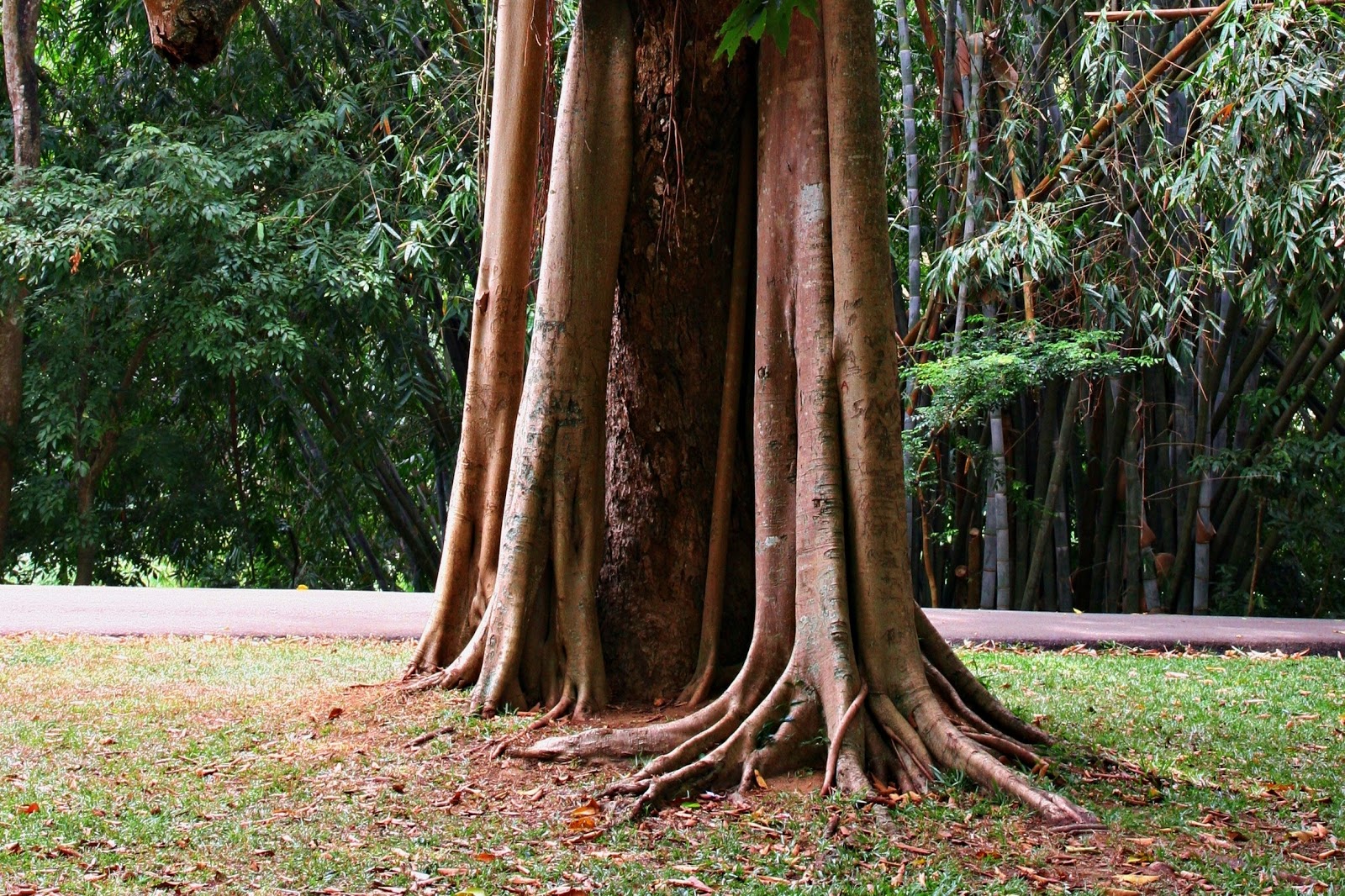 Big tree roots rooter service Hamilton