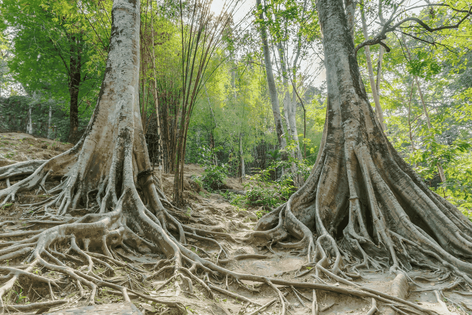 Tangled tree roots causing sewer backup