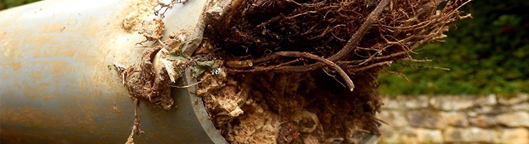 Closeup of the edge of a drain pipe that is filled with tree roots