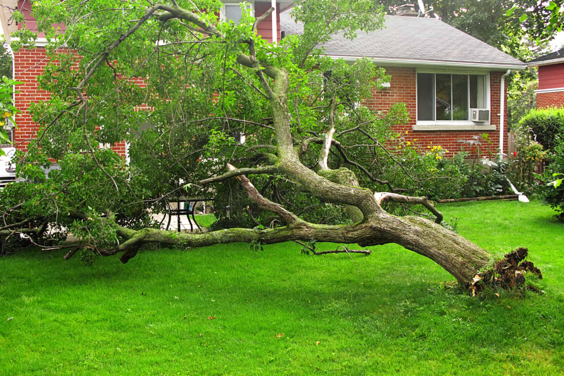 An uprooted tree