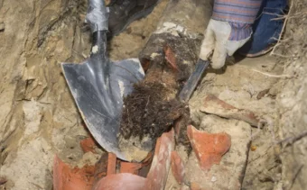 What to Do About Tree Roots in Your Sewer Line
